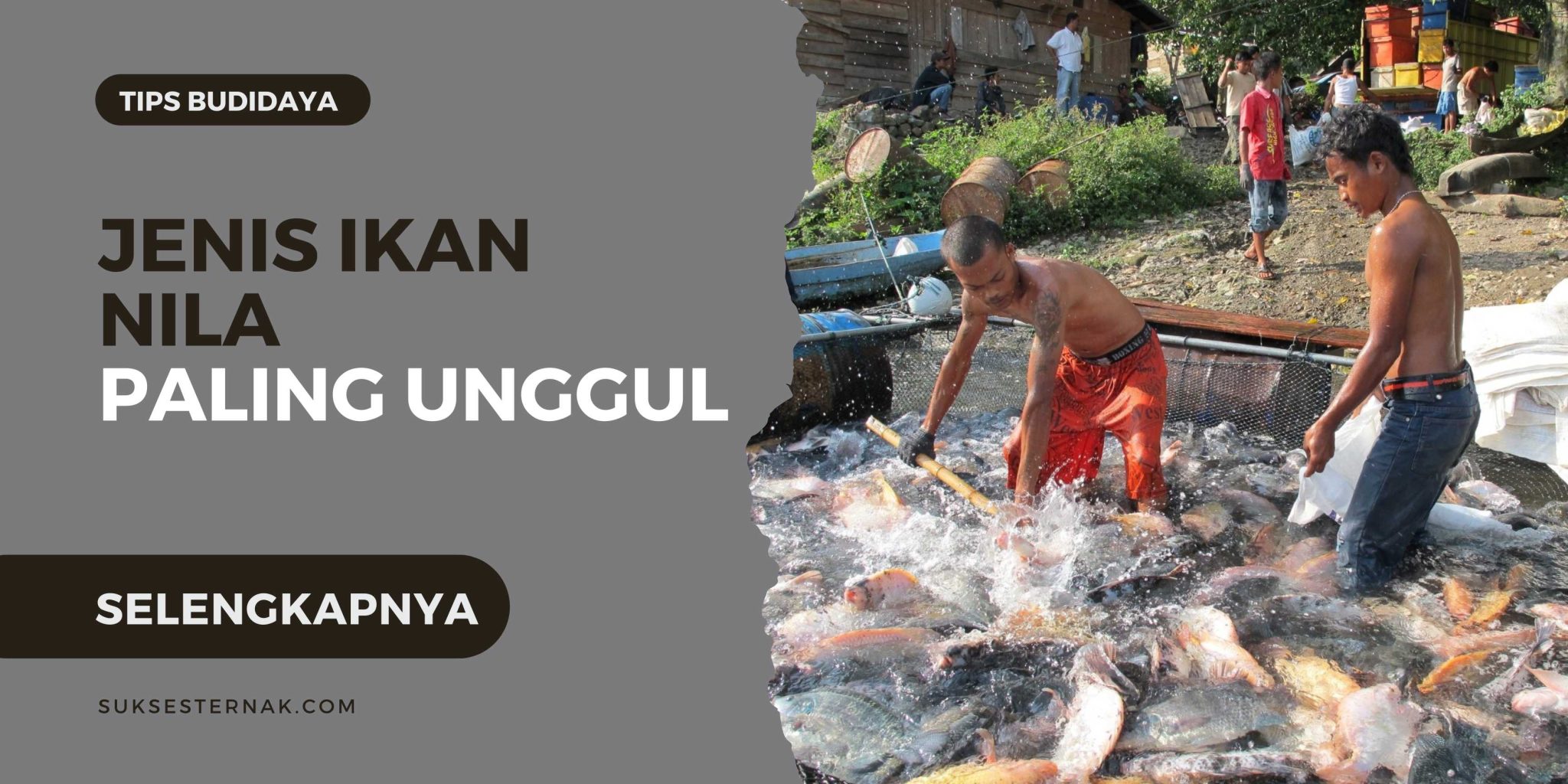 Inilah 7 Jenis Ikan Nila Paling Unggul Dan Cepat Besar SuksesTernak