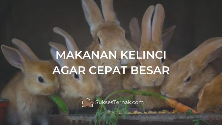 Makanan Kelinci Agar Cepat Besar Panduan Lengkap Untuk Peternak