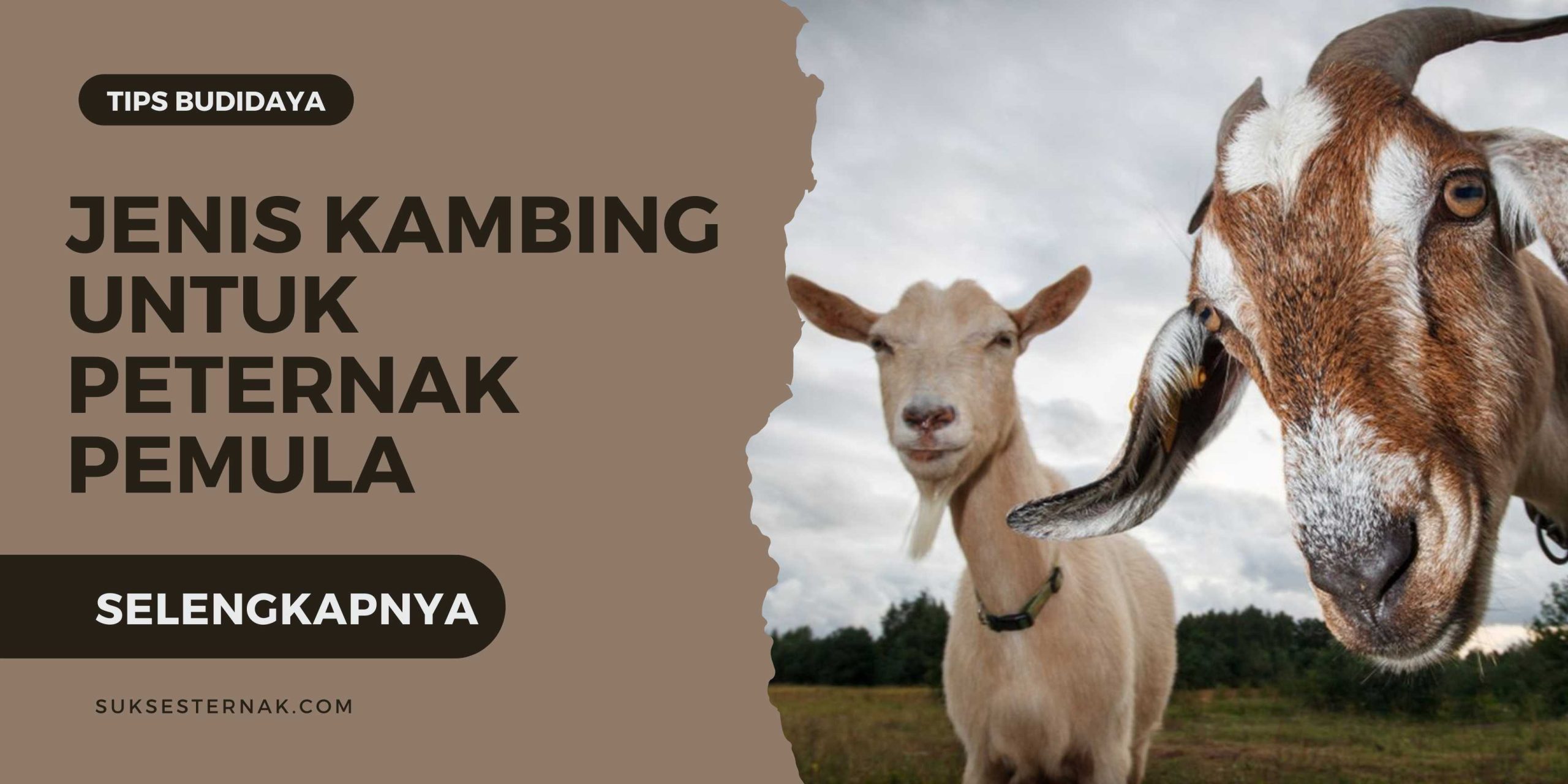 6 Jenis Kambing yang Cocok untuk Peternak Pemula