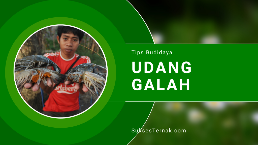 Cara Budidaya Udang Galah Agar Menguntungkan