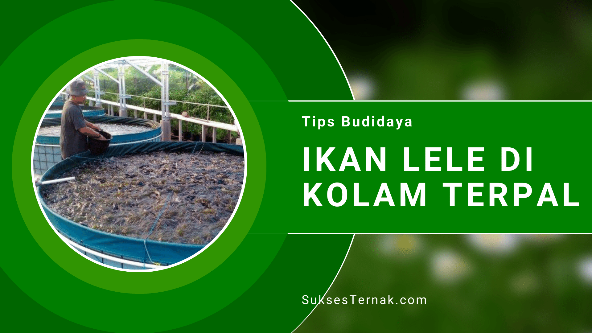 Cara Mudah Budidaya Iklan Lele dalam Kolam Terpal