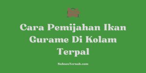 Cara Pemijahan Ikan Gurame Di Kolam Terpal