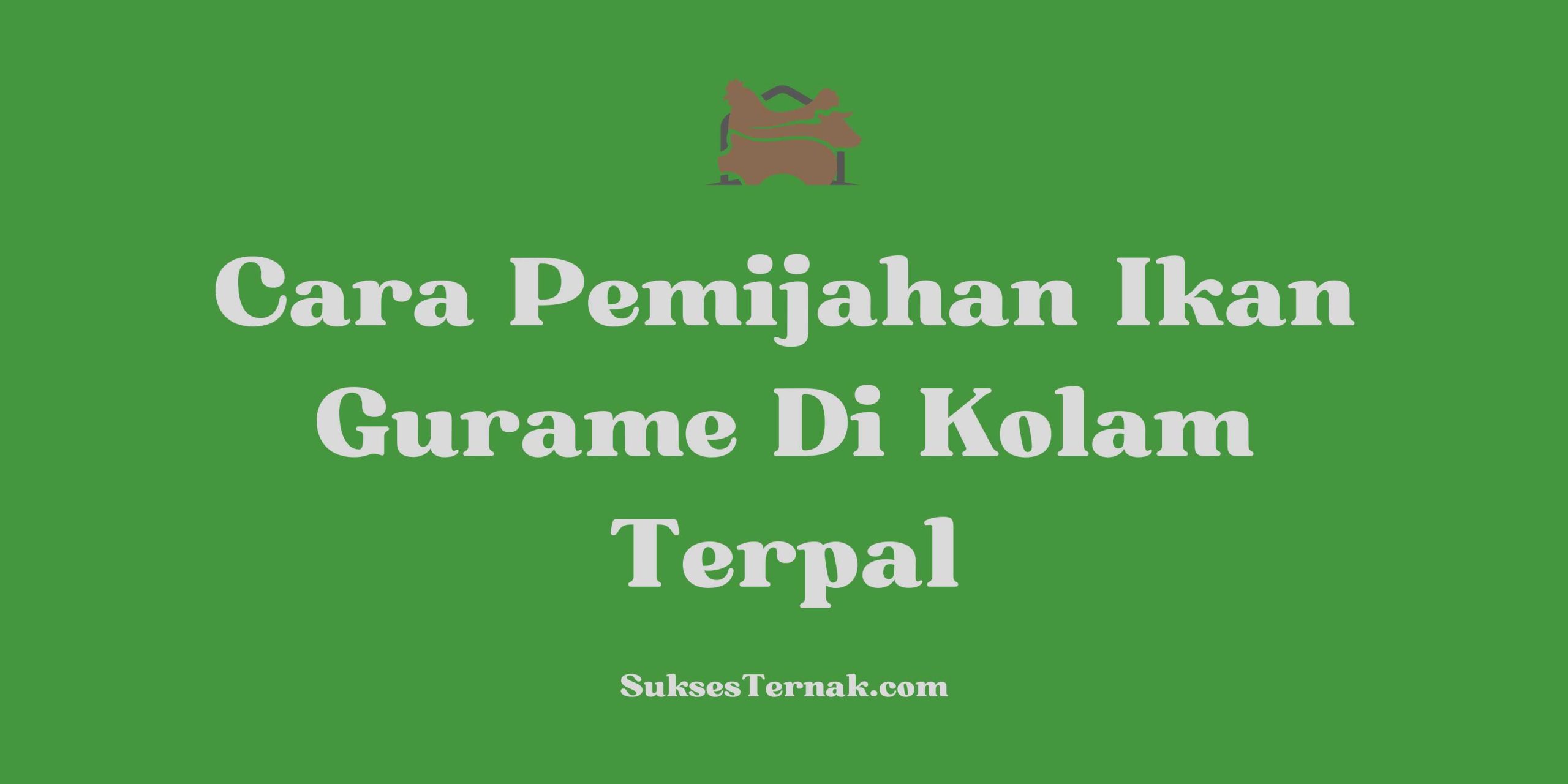 Cara Pemijahan Ikan Gurame Di Kolam Terpal