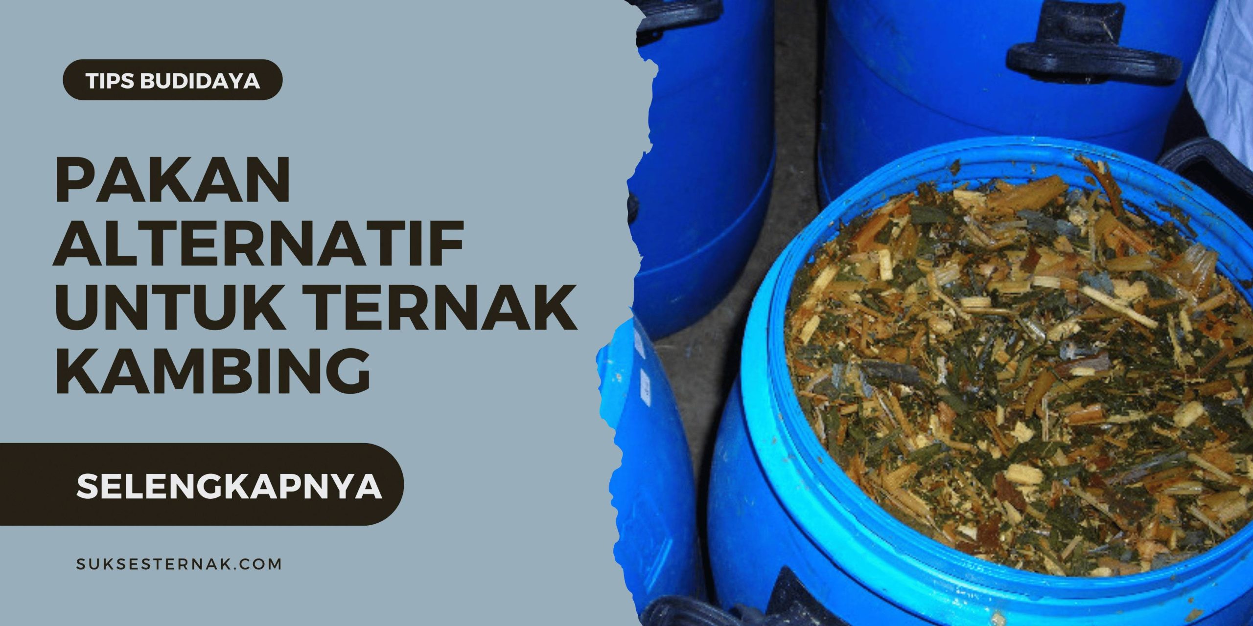 Inovasi Pakan Fermentasi Alternatif untuk Kambing yang Memanfaatkan Limbah Pertanian