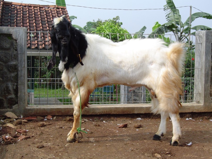 Kambing Etawa