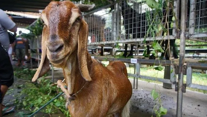 Jenis Kambing Jawa Randu