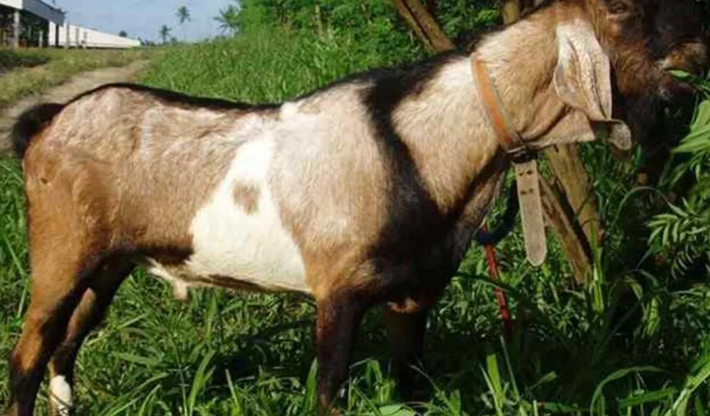 Kudis Pada Kambing