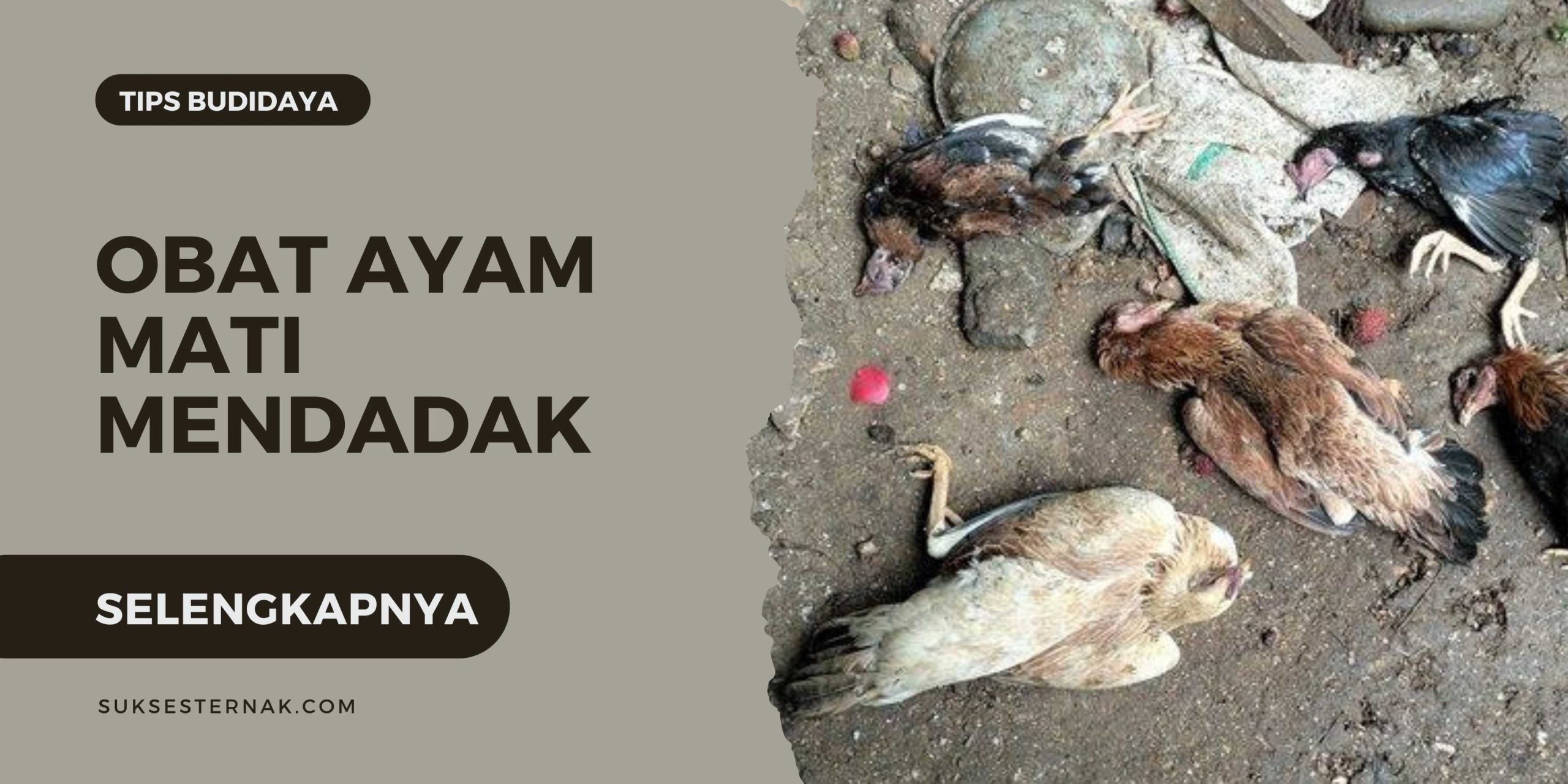 Obat Penyakit Ayam Mati Mendadak