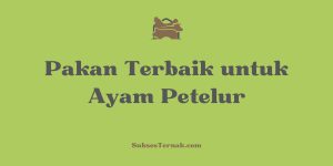 Pakan Terbaik untuk Ayam Petelur