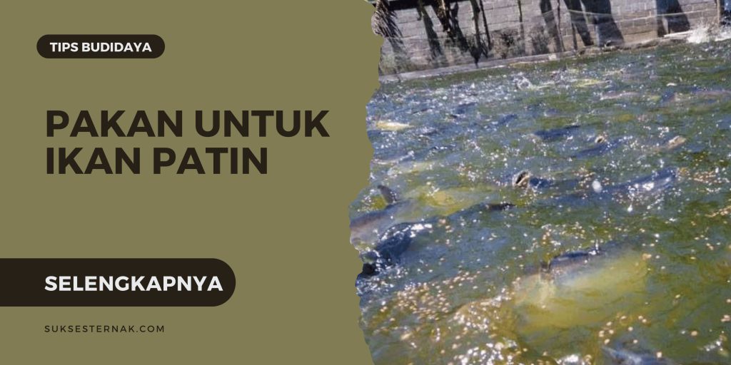 Pakan yang Tepat untuk Budidaya Ikan Patin