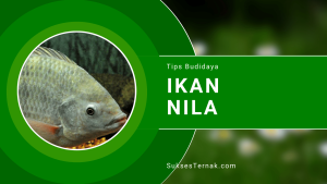 Panduan Cara untuk Pembesaran Ikan Nila