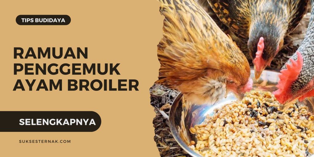 Ramuan Penggemuk Ayam Broiler