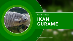 Tips Budidaya Ikan Gurame