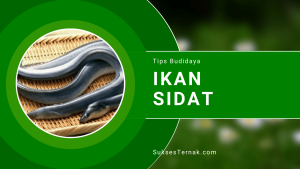 Tips Budidaya Ikan Sidat