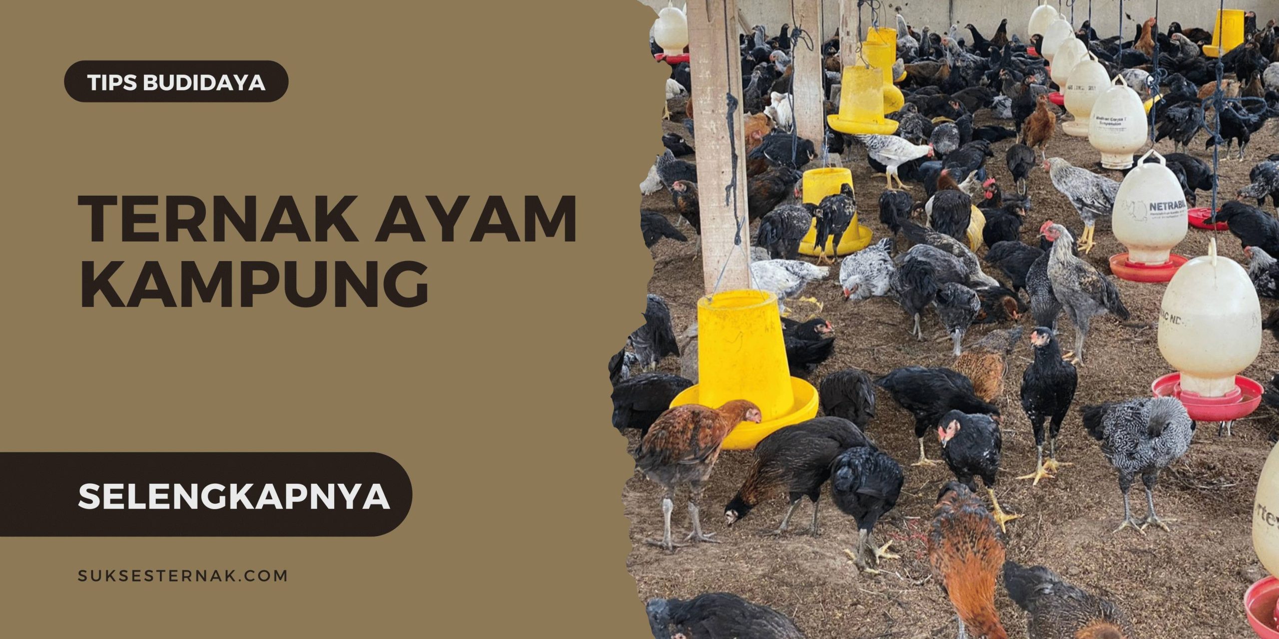 Tips Pemeliharaan Ternak Ayam Kampung