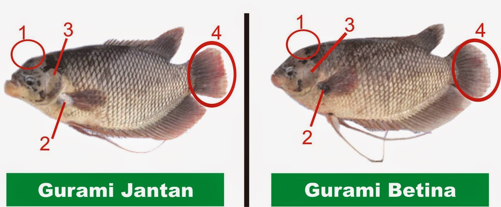 perbedaan ikan gurame jantan dan betina