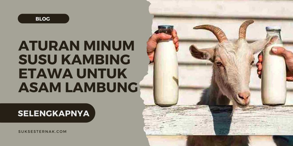 Aturan Minum Susu Kambing Etawa untuk Asam Lambung