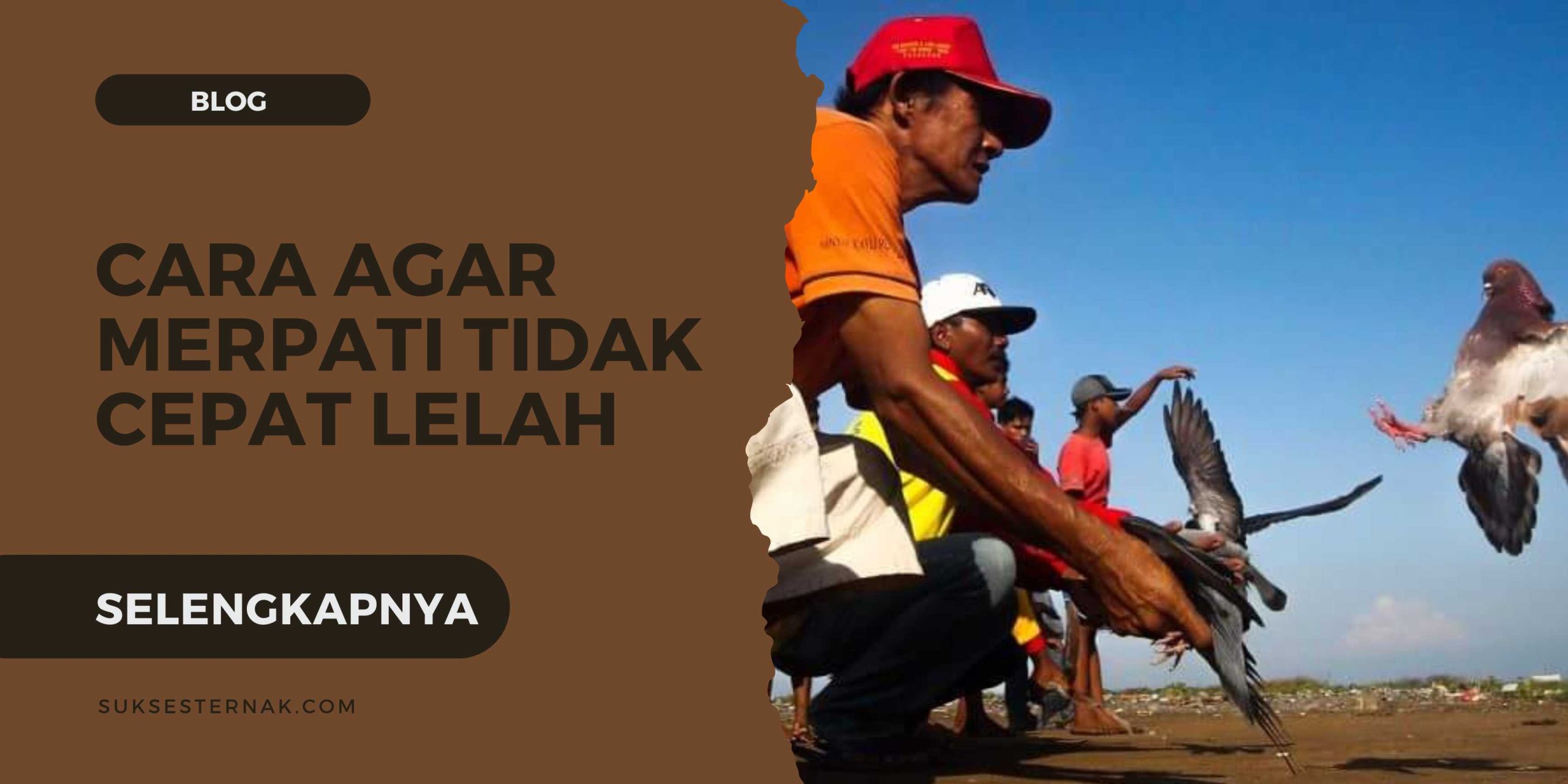 Cara Agar Merpati Tidak Cepat Lelah