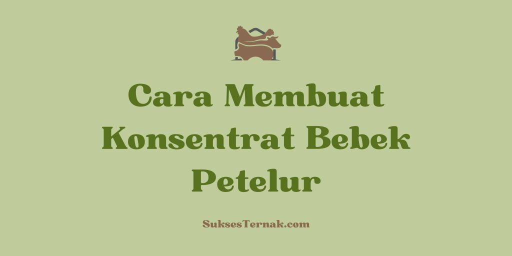 Cara Membuat Konsentrat Bebek Petelur