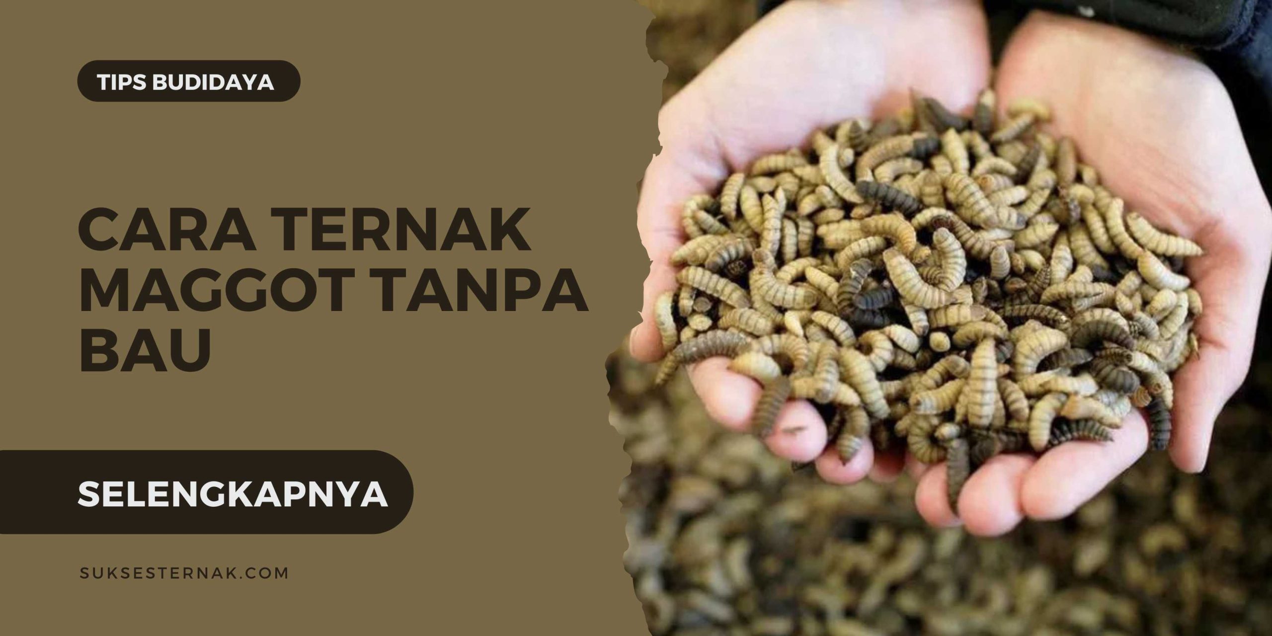 Cara Ternak Maggot Tanpa Bau