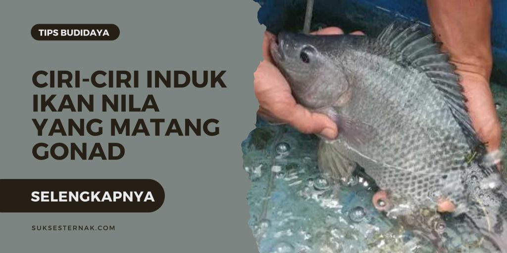 Ciri-Ciri Induk Ikan Nila yang Matang Gonad