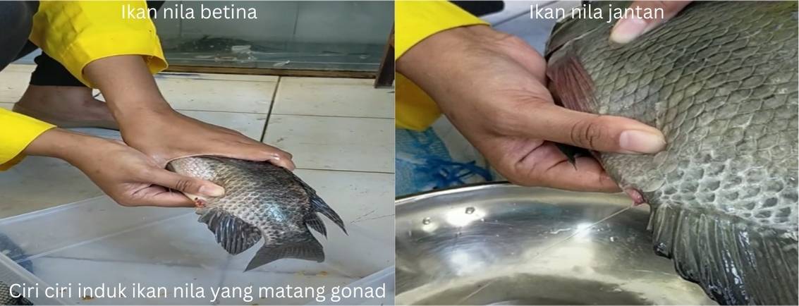 Ciri ciri induk ikan nila yang matang gonad