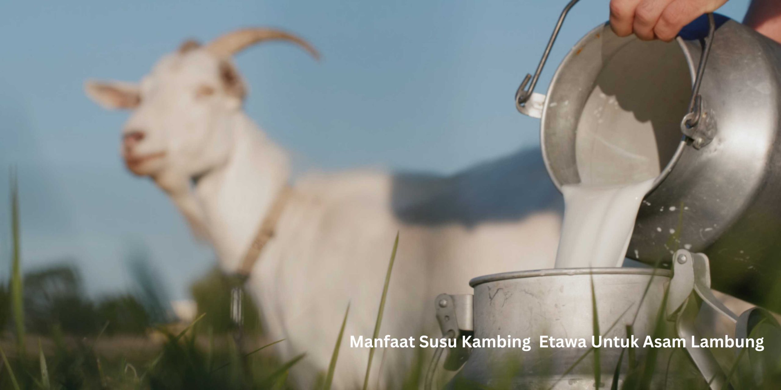 Manfaat Susu Kambing Etawa Untuk Asam Lambung