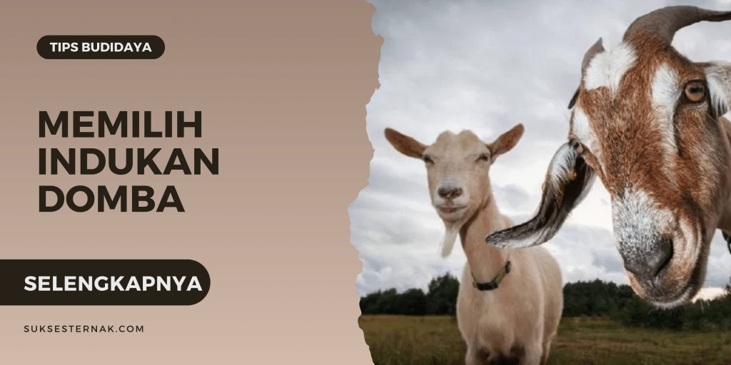 Memilih Indukan Kambing dan Domba yang Baik