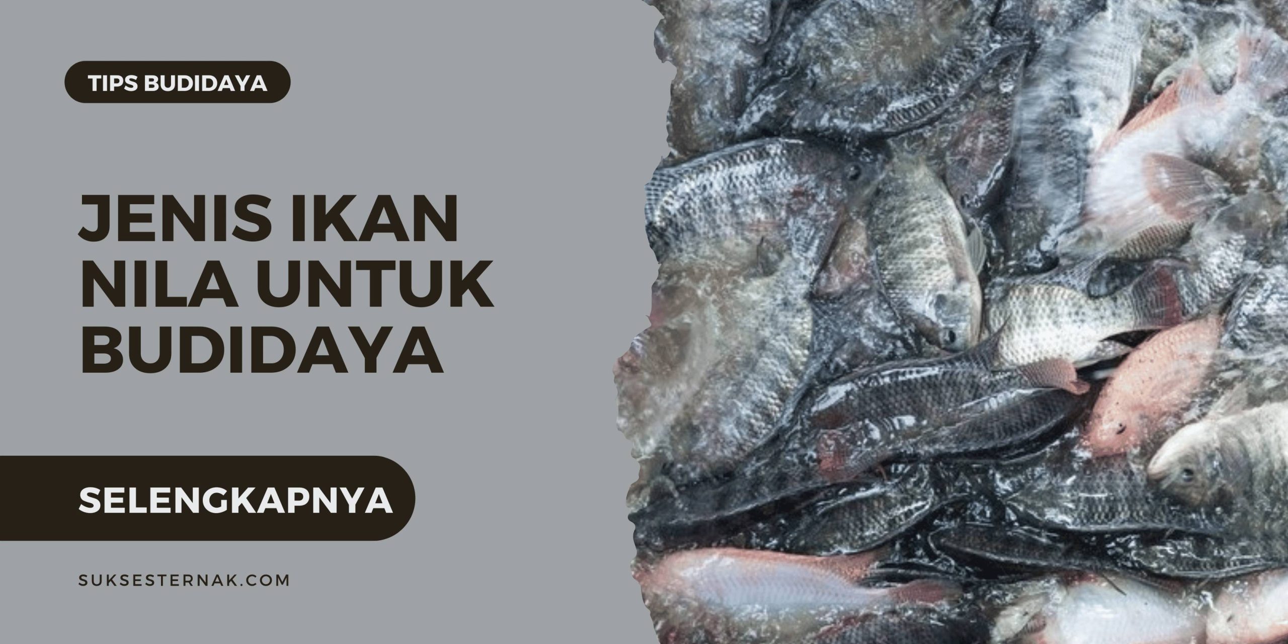 Mengenal Jenis Ikan Nila untuk Budidaya