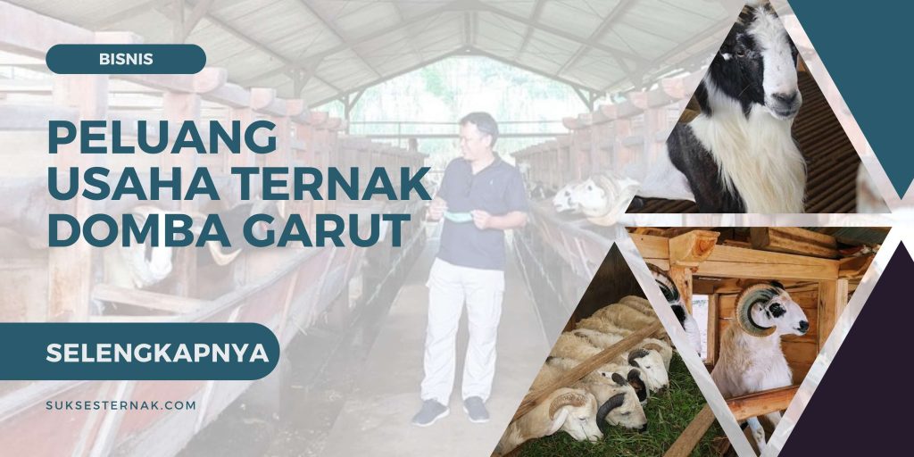 Peluang Usaha Ternak Domba Garut Suksesternak Com