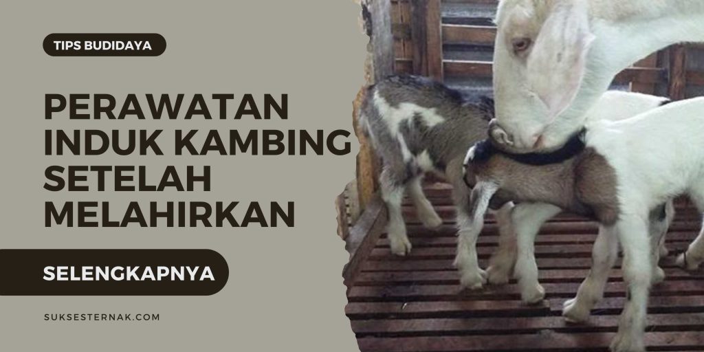 Perawatan induk kambing setelah melahirkan