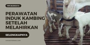 Perawatan induk kambing setelah melahirkan