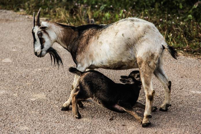 Perawatan induk kambing setelah melahirkan suksesternak.com