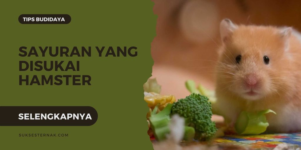 Sayuran yang Disukai Hamster