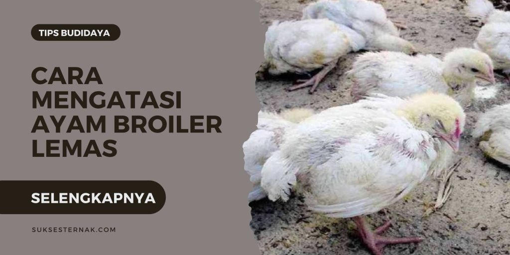 cara mengatasi ayam broiler lemas