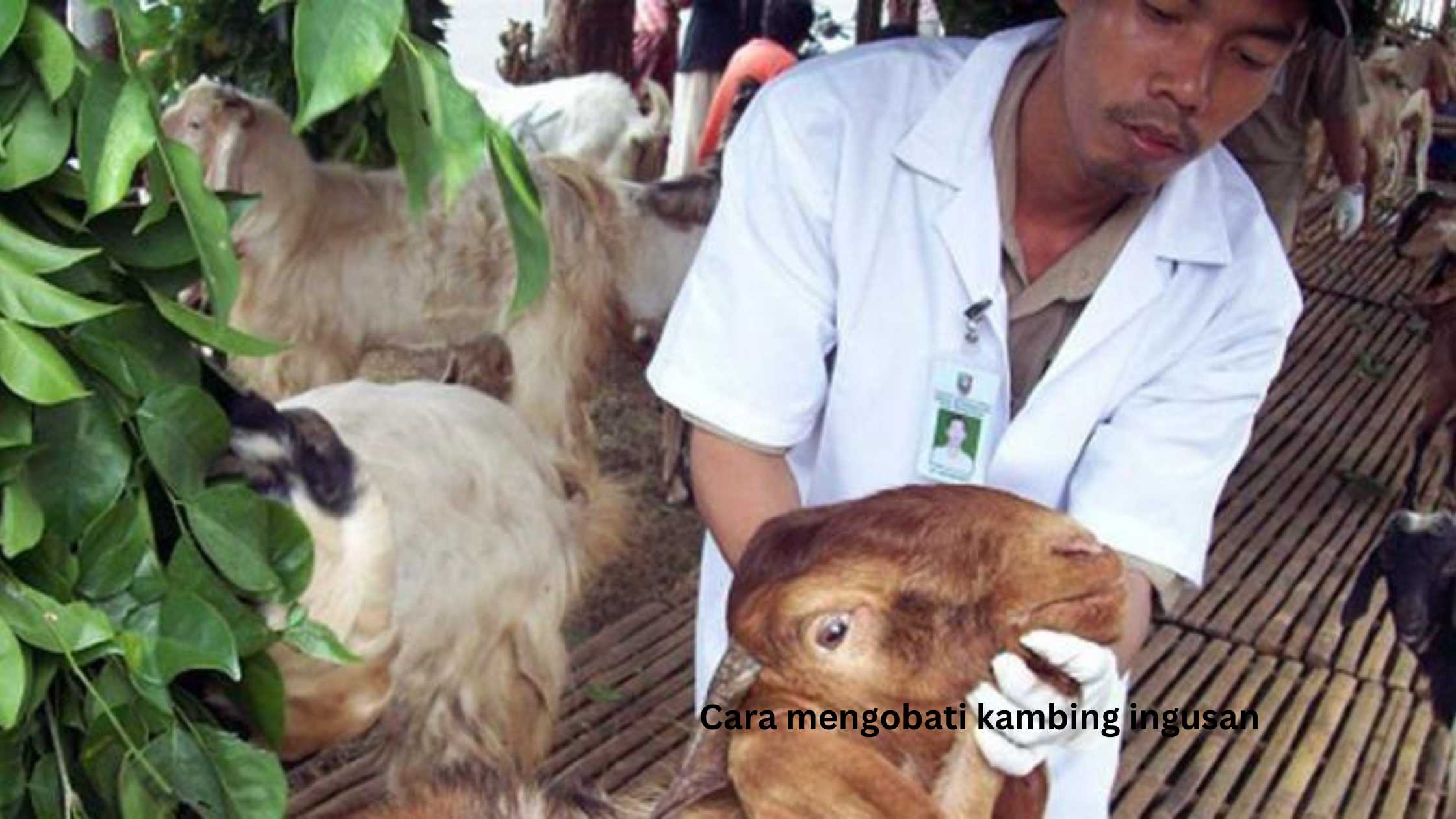 cara mengobati kambing ingusan