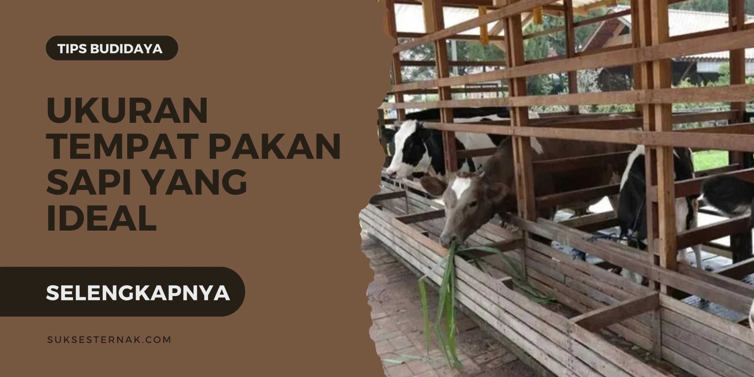 Ukuran tempat pakan sapi yang ideal