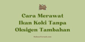 Cara Merawat Ikan Koki Tanpa Oksigen Tambahan