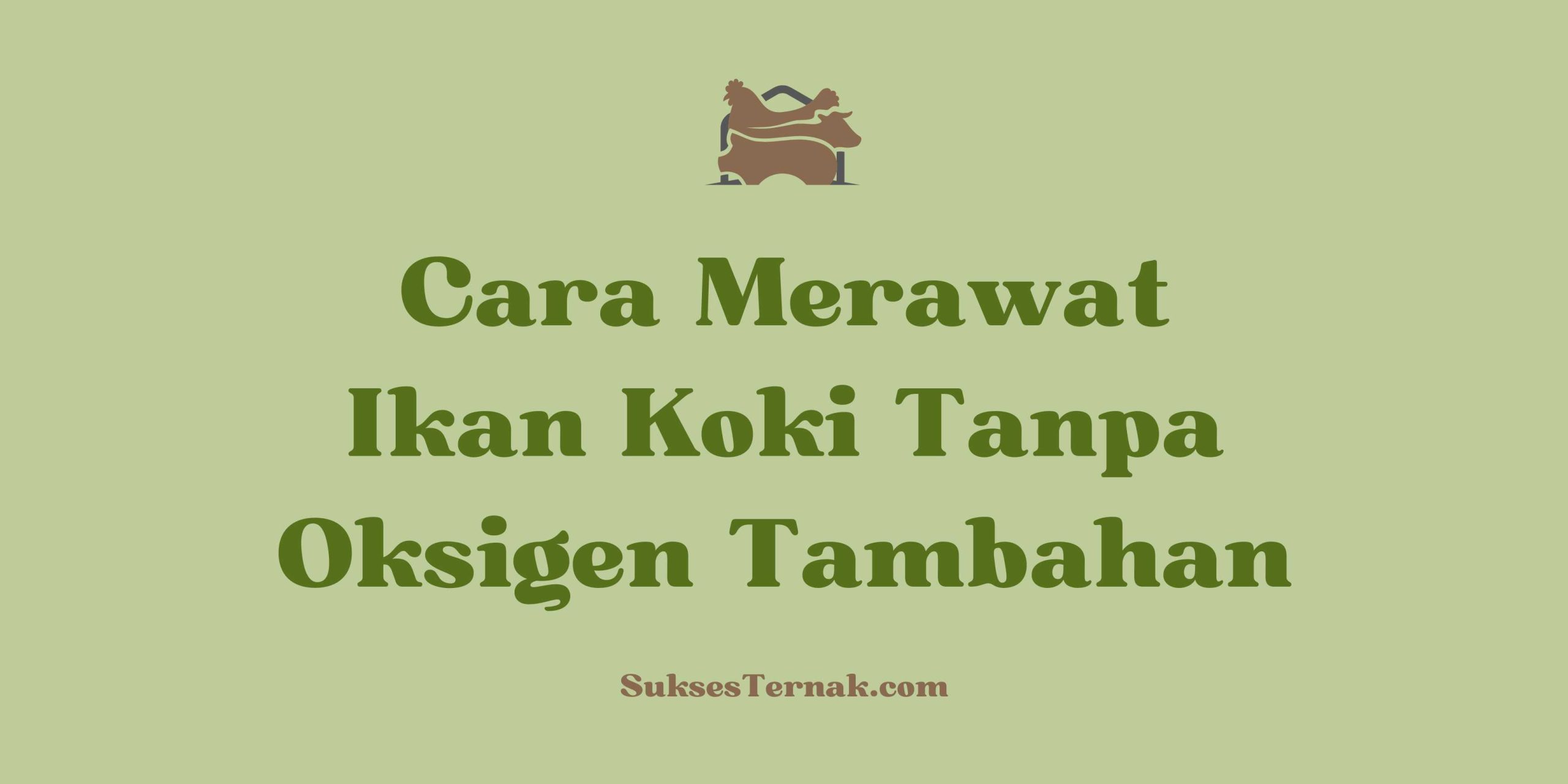 Cara Merawat Ikan Koki Tanpa Oksigen Tambahan