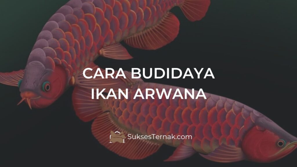 Cara Budidaya Ikan Arwana