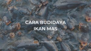 Cara Budidaya Ikan Mas