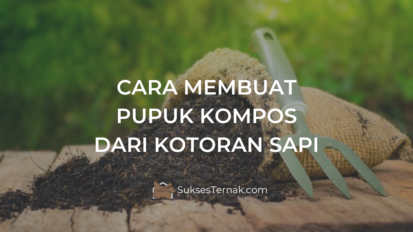 Cara Membuat Pupuk Kompos dari Kotoran Sapi