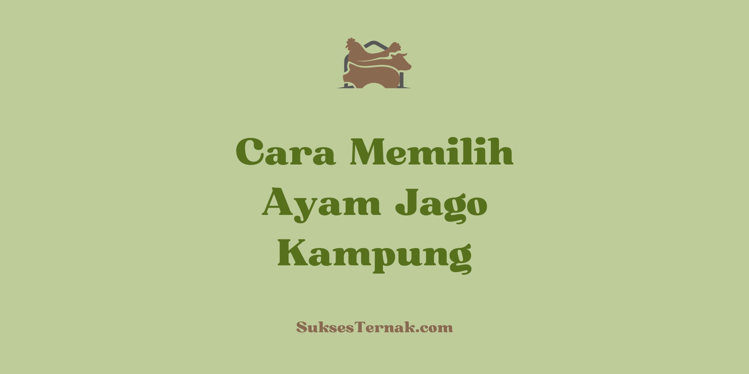 Cara Memilih Ayam Jago Kampung