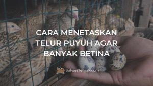 Cara Menetaskan Telur Puyuh Agar Banyak Betina