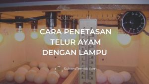 Cara penetasan telur ayam dengan lampu