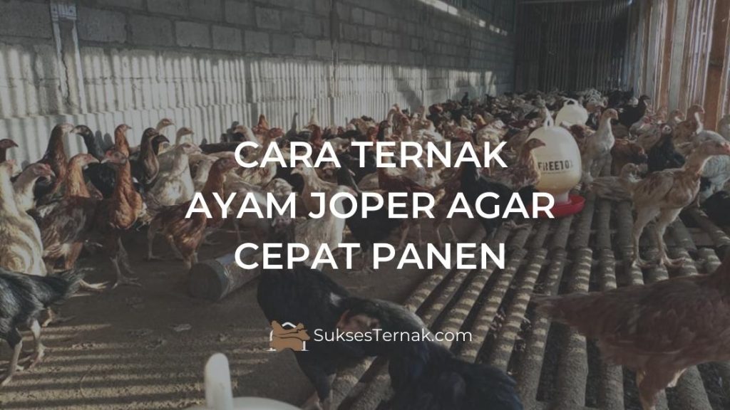 Cara Ternak Ayam Joper Agar Cepat Panen