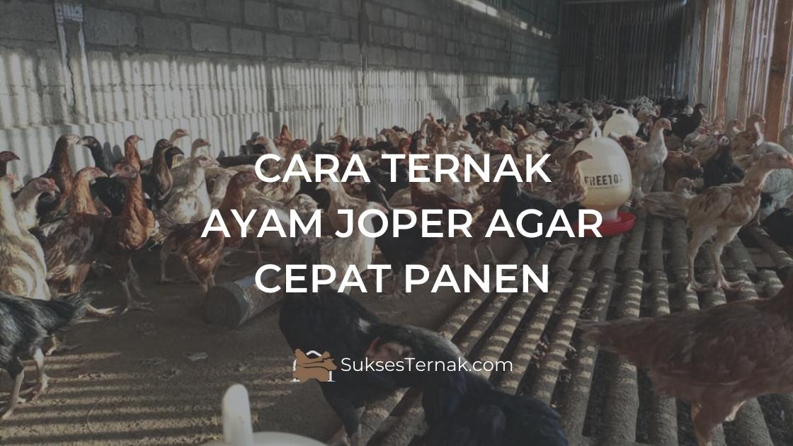 Cara Ternak Ayam Joper Agar Cepat Panen