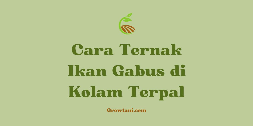 Cara ternak ikan gabus di kolam terpal