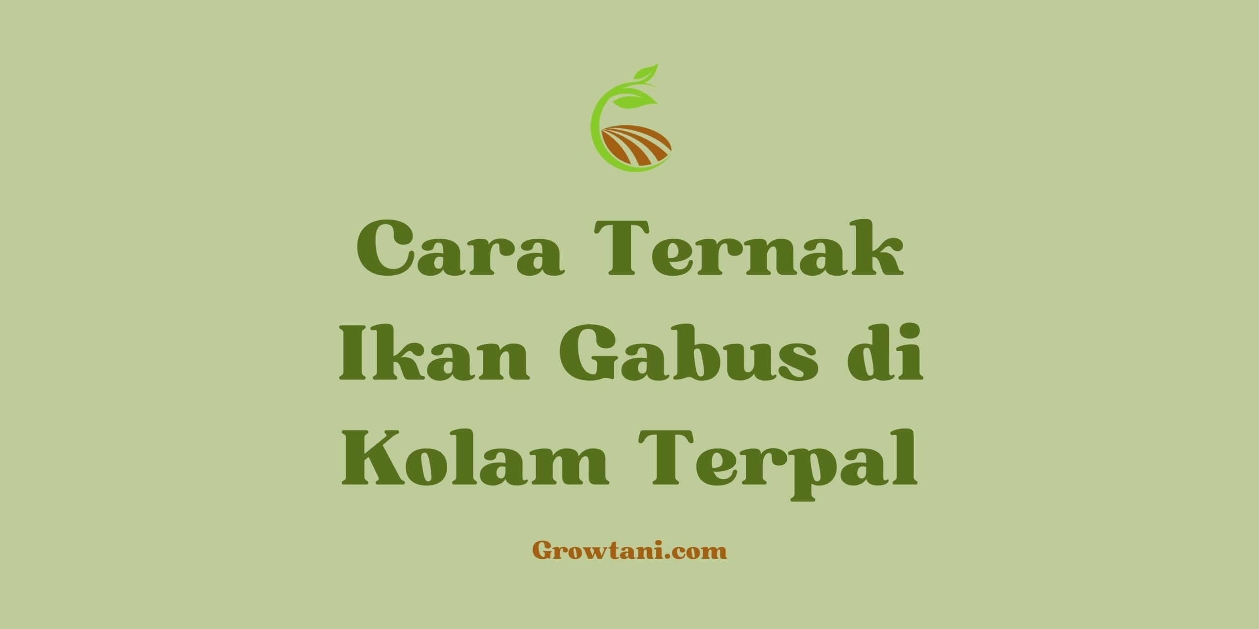 Cara ternak ikan gabus di kolam terpal