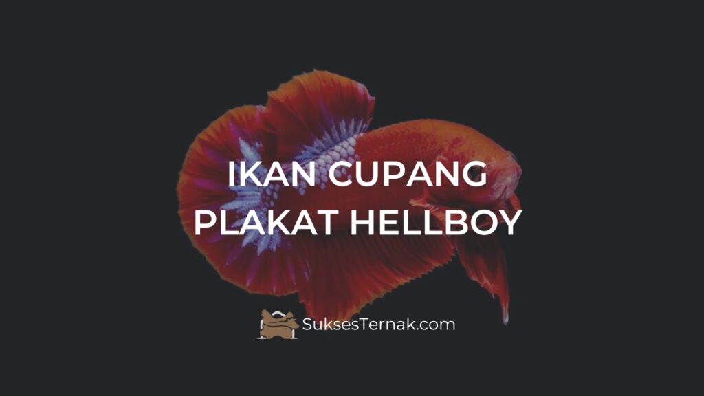 Ikan Cupang Plakat Hellboy: Jenis, Ciri, Harga, dan Cara Merawatnya